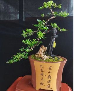 提根根艺桩黑骨茶盆景小叶紫檀树桩盆景室内四季常青绿植盆栽花卉