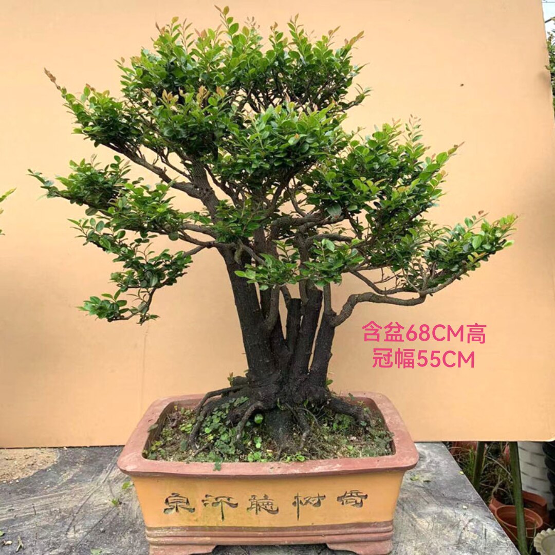 独桩老桩小叶紫檀树桩盆景室内桌面绿植盆栽黑骨茶黑檀木四季常青