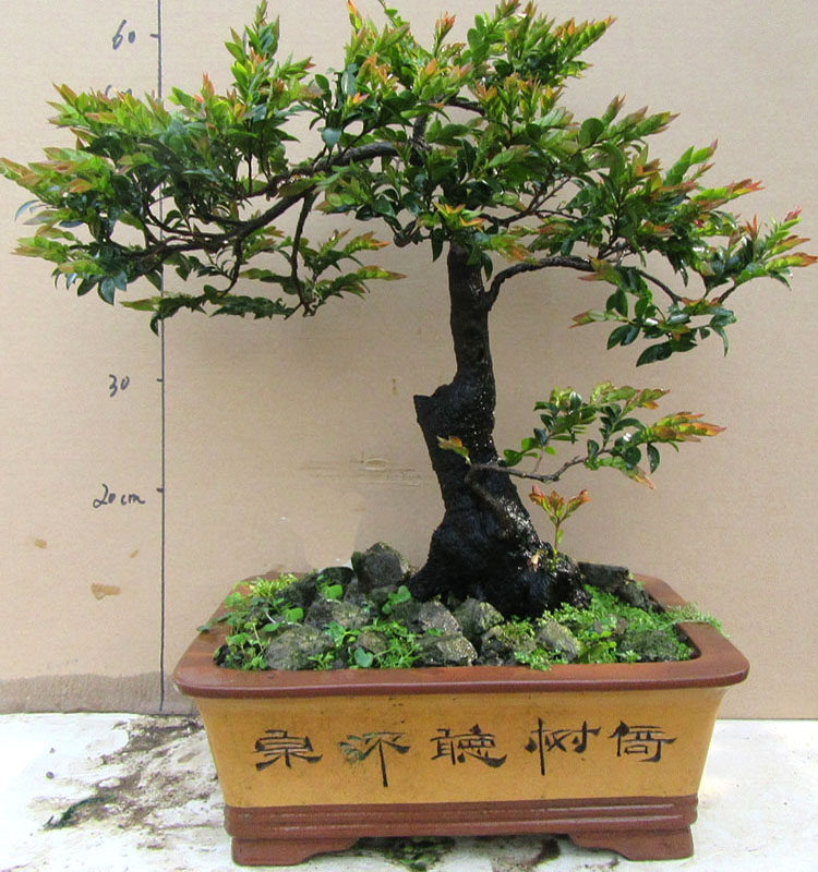 独桩小叶紫檀树桩盆景办公室内植物盆栽黑檀木黑骨茶四季常青绿植