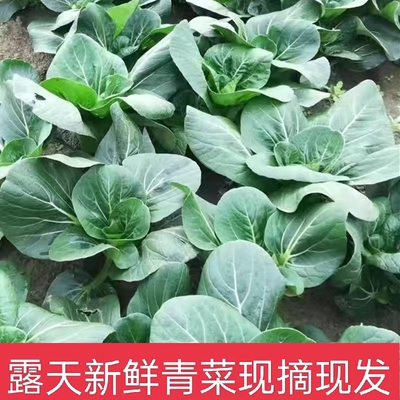包邮新鲜霜冻苏州青菜露天矮脚青太湖菜黑菜上霜青菜油菜