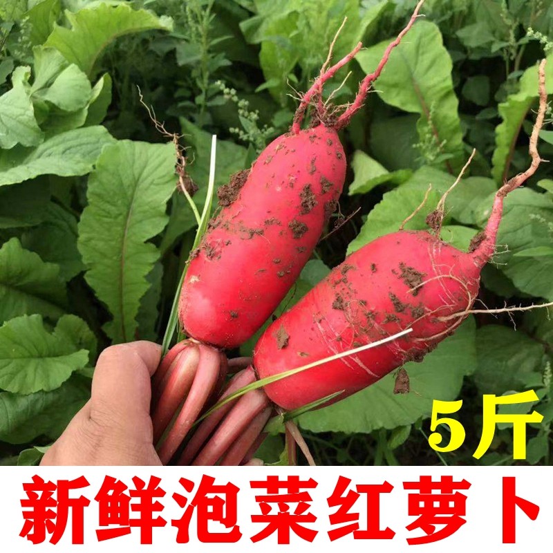 本地新鲜红皮萝卜泡菜专用萝卜水萝卜小萝卜现拔现发产地直发5斤,水产肉类/新鲜蔬果/熟食,萝卜/胡萝卜,淘宝优惠券,粉丝福利购,淘宝优惠卷