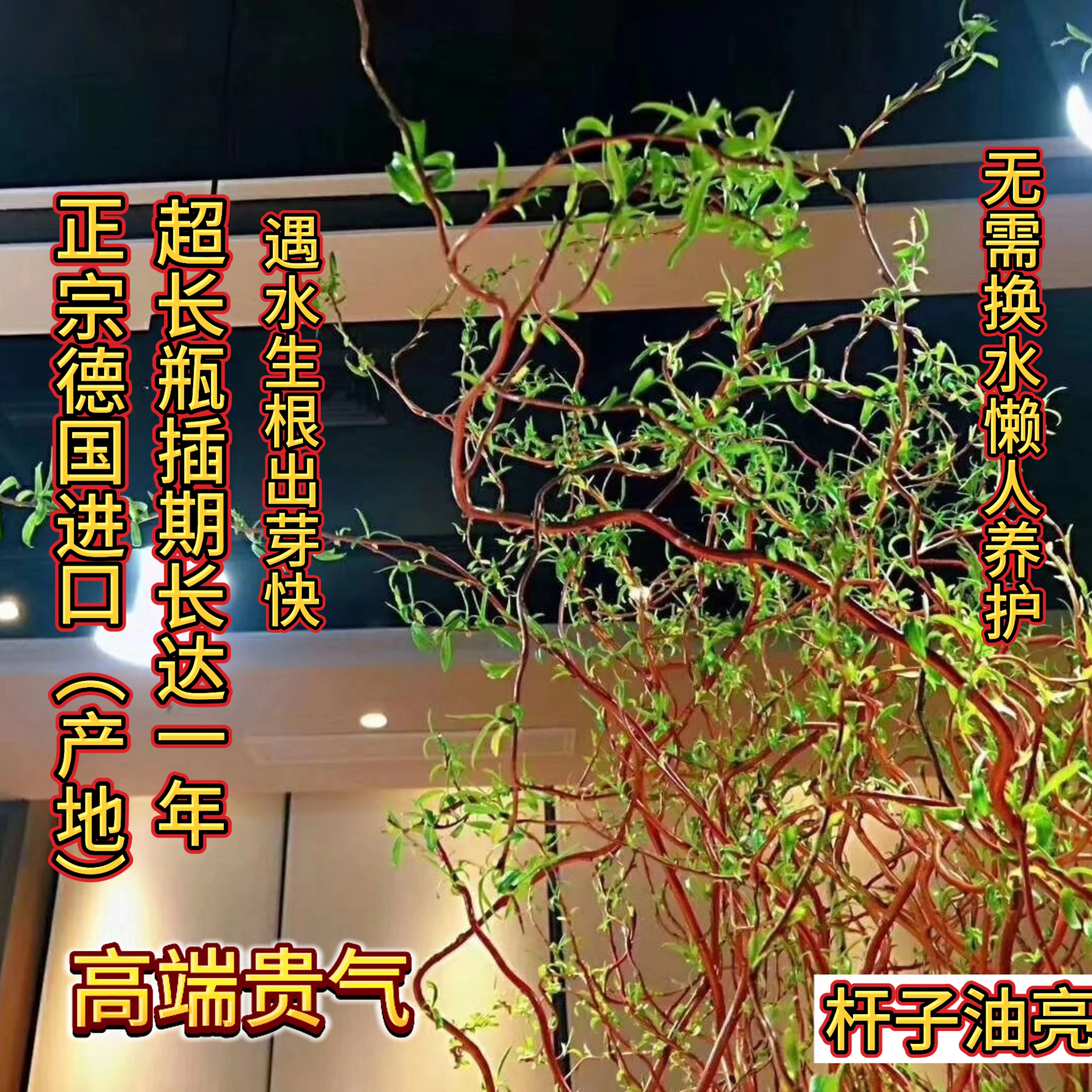 正宗德国进口黄金龙柳鲜切枝天然金杆金丝楠藤生根长叶北方可发,鲜花速递/花卉仿真/绿植园艺,花材,淘宝优惠券,粉丝福利购,淘宝优惠卷