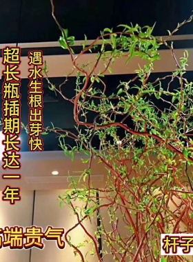 正宗德国进口黄金龙柳鲜切枝天然金杆金丝楠藤生根长叶北方可发