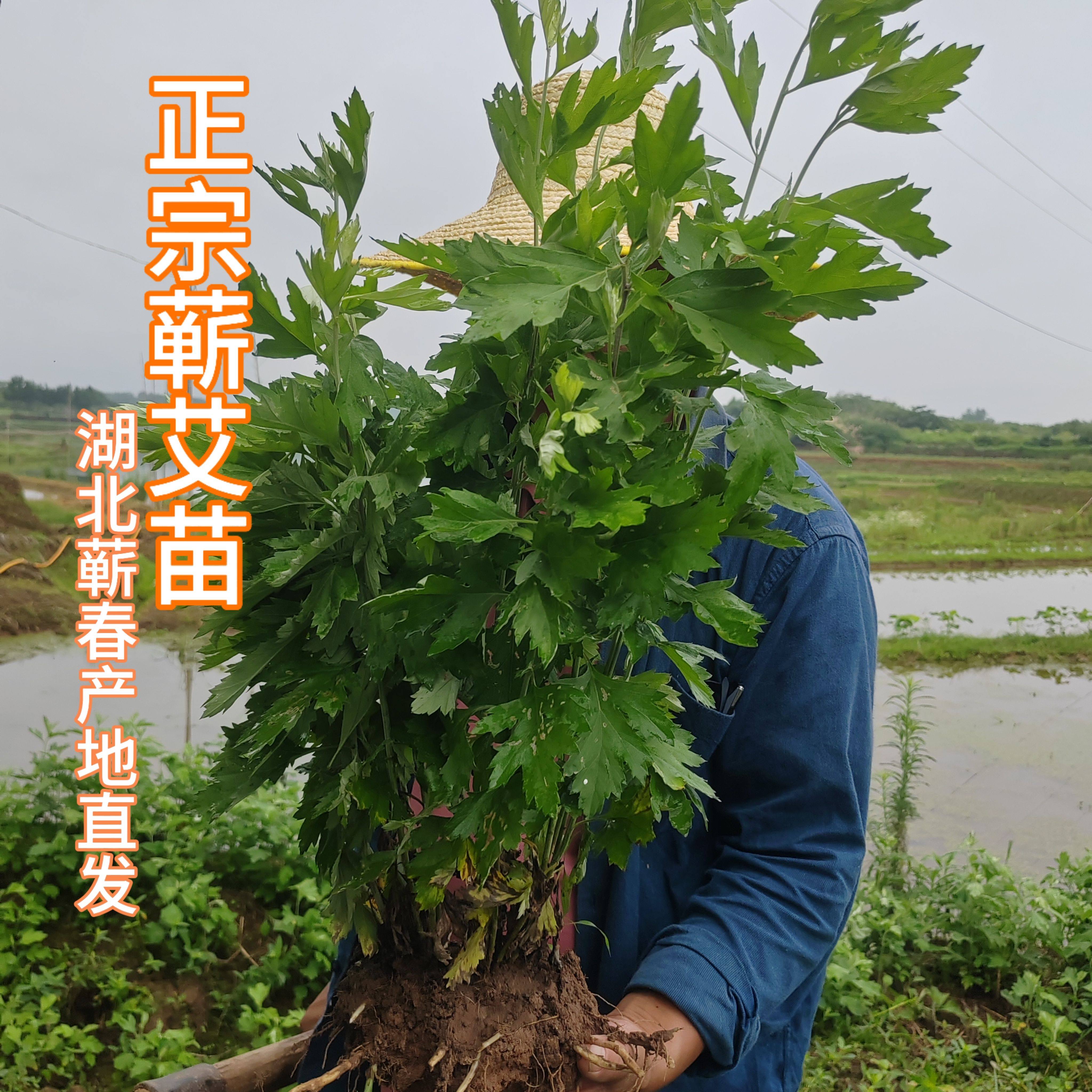湖北蕲春蕲艾苗叶干艾草陈艾坐月子年陈端午散装产妇洗澡洗头泡脚