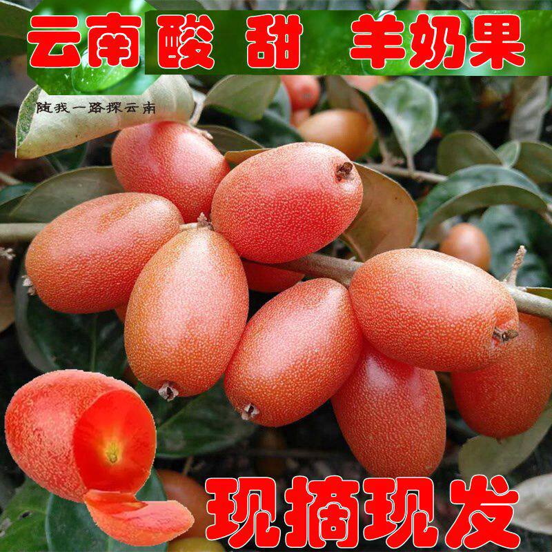 酸甜牛奶果云南临沧羊奶果新鲜水果 现摘现发 时令水果胡颓子