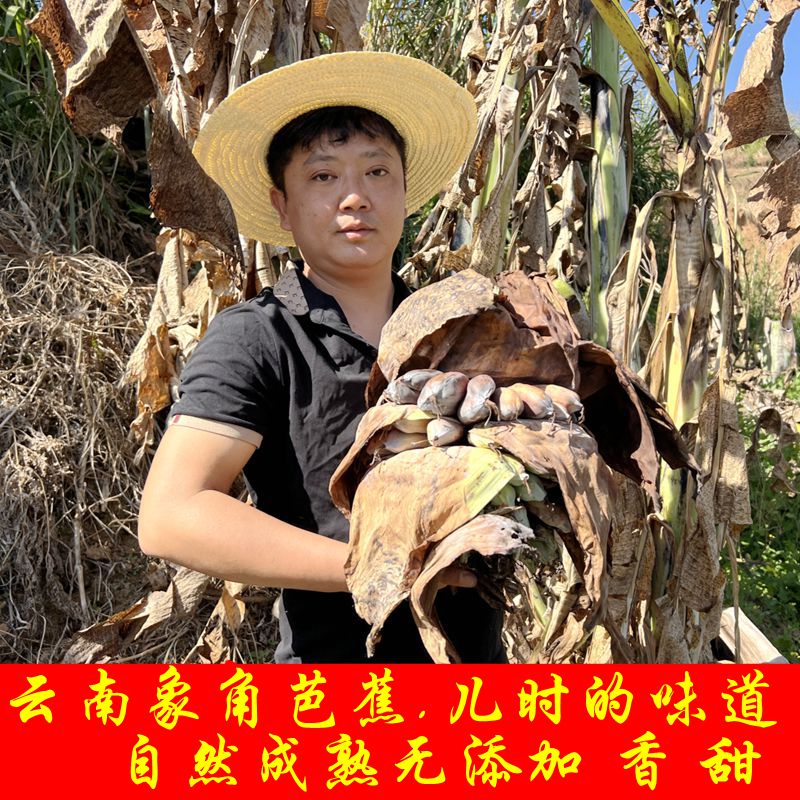 象脚芭蕉 云南临沧野生象角芭蕉像角像脚野芭蕉新鲜采摘应季3斤装
