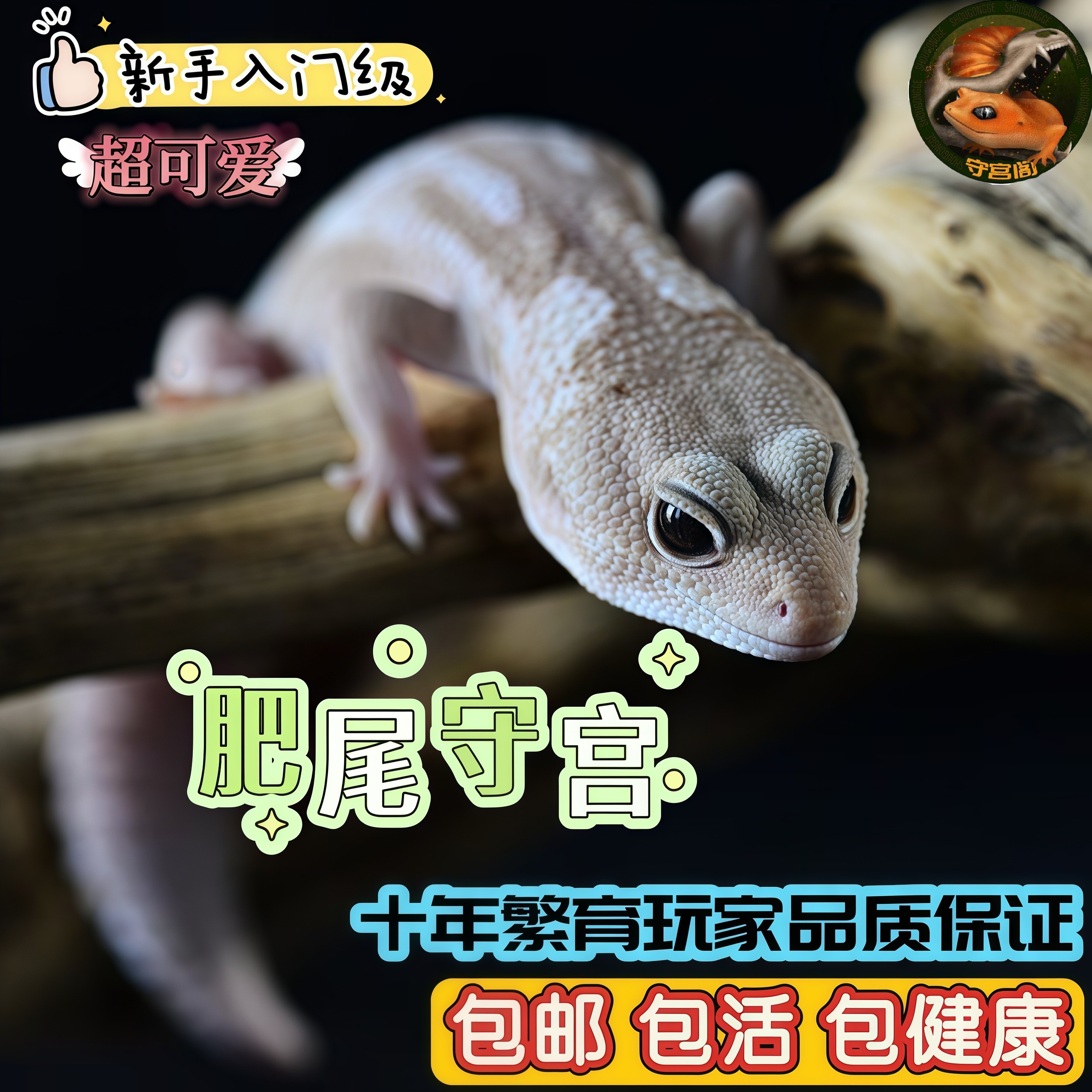 肥尾守宫幼成体豹纹爬虫新手入门级网红懒人可爱异宠物蜥蜴龙傲天,宠物/宠物食品及用品,守宫蜥蜴,淘宝优惠券,粉丝福利购,淘宝优惠卷