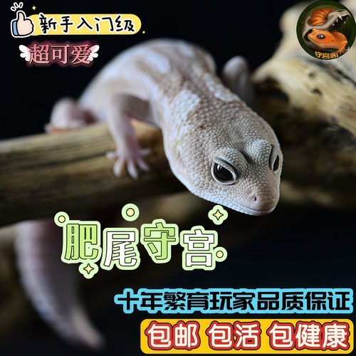 肥尾守宫幼成体豹纹爬虫新手入门级网红懒人可爱异宠物蜥蜴龙傲天