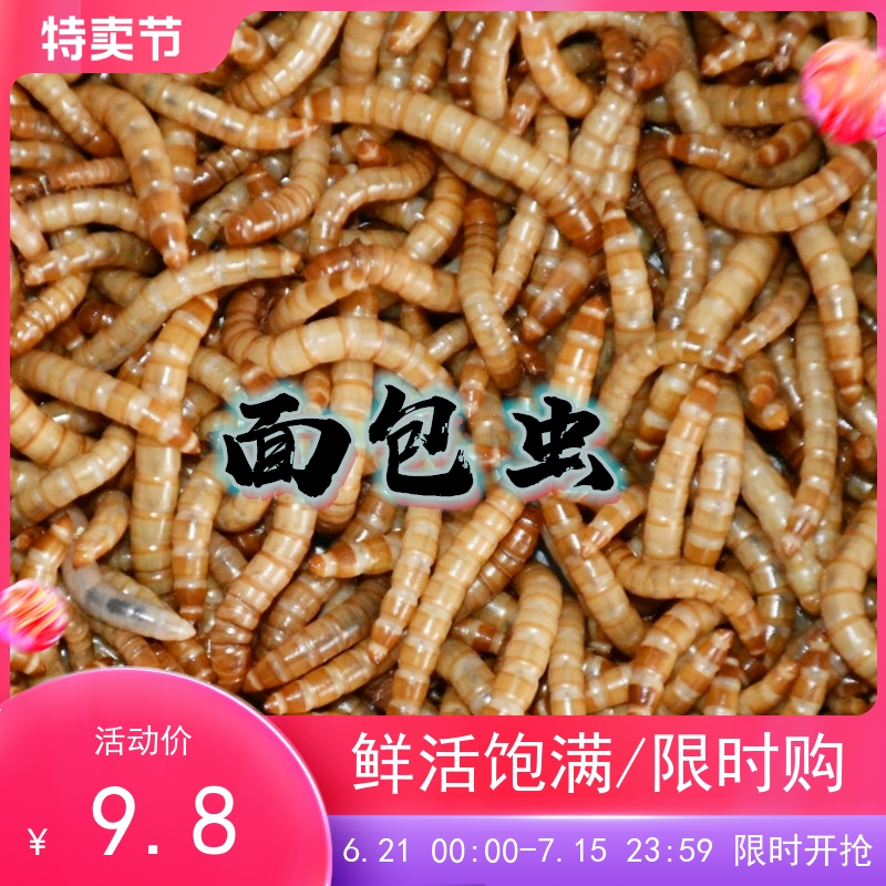 保鲜大麦黄粉豹纹肥尾仓鼠面包虫