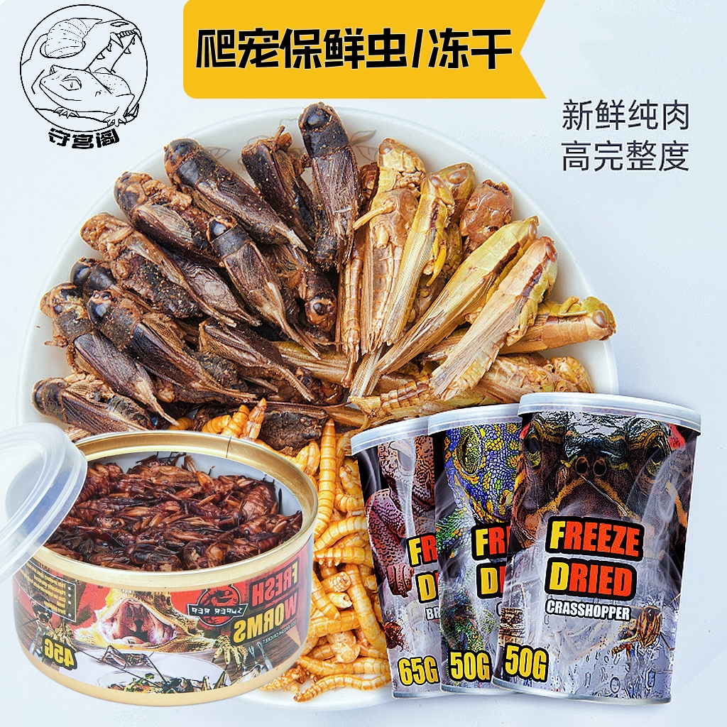 保鲜面包豹纹肥尾睫角观赏鱼爬宠