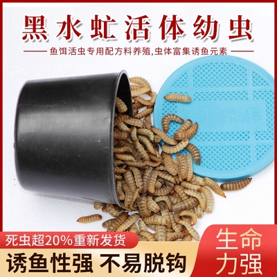 黑水虻包活包赔钓鱼虫活体饵料