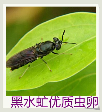 黑水虻虫卵免费教技术江苏广西湖南湖北陕西海南山东四川省内发货
