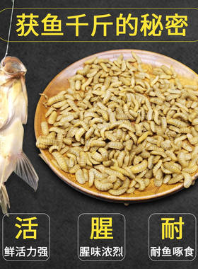 钓鱼用虫子活饵料高蛋白黑水虻