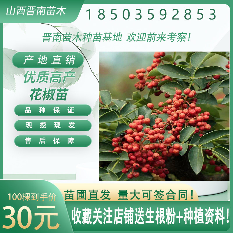 花椒苗树大红袍篱笆墙狮子头青椒花椒苗南北方地栽盆栽花椒树现挖