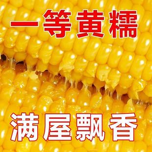 东北黄糯玉米新鲜糯玉米棒粘黏香甜玉米大棒代餐低脂整支真空包装
