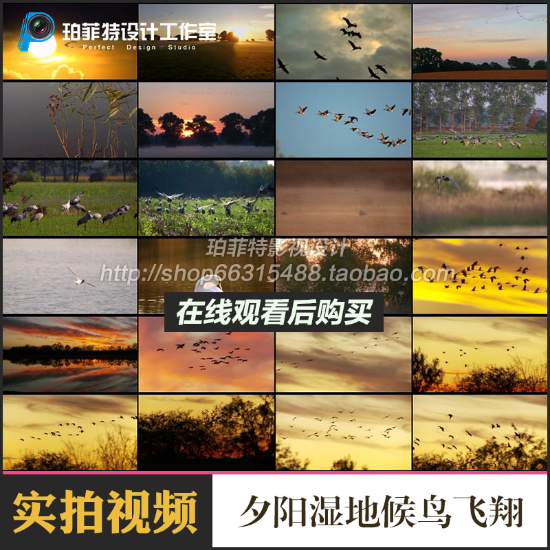 夕阳湿地候鸟飞翔飞向太阳黄昏鸟群高清实拍剪辑视频素材