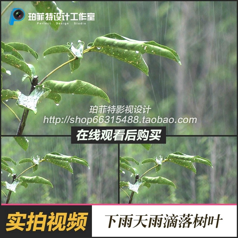 实拍视频素材下雨天雨滴落树叶凝聚水滴 雨滴大雨悲伤镜头高清