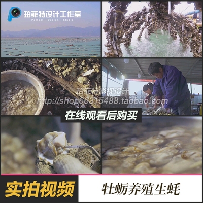 沿海地区水产养殖人工饲养牡蛎视频素材花甲蛤蜊实拍生蚝开壳