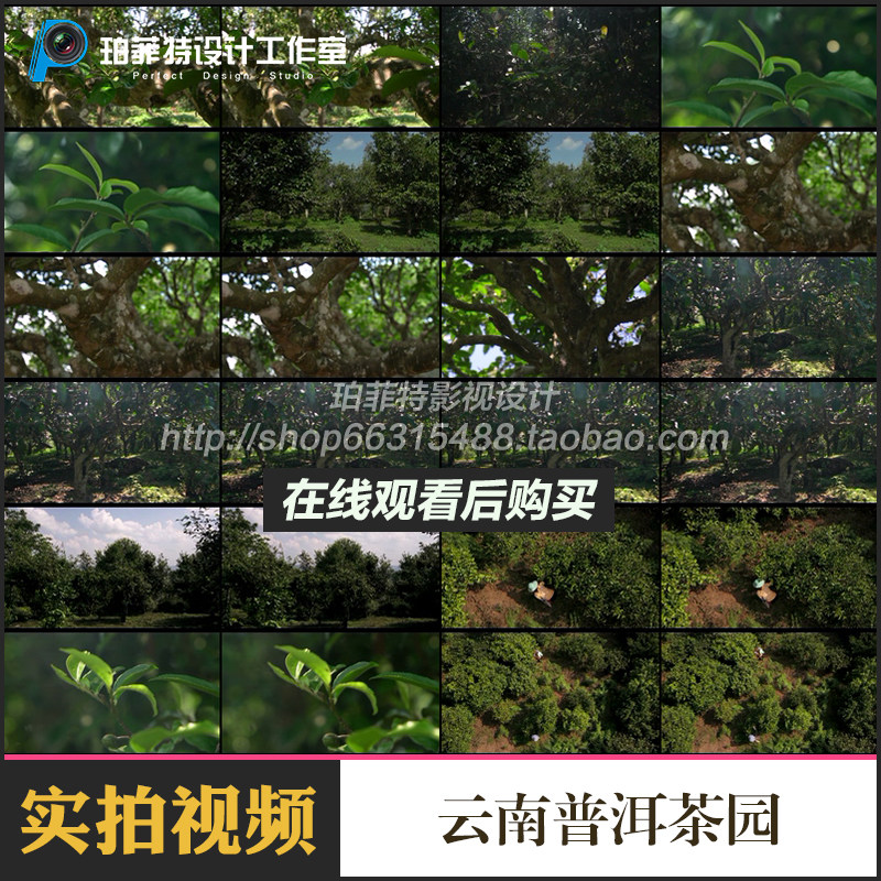 云南普洱茶园茶田茶树种植采摘茶叶茂绿高山老茶树高清视频素材4k
