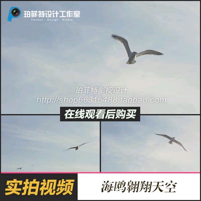 实拍海鸥翱翔天空视频实拍视频素材