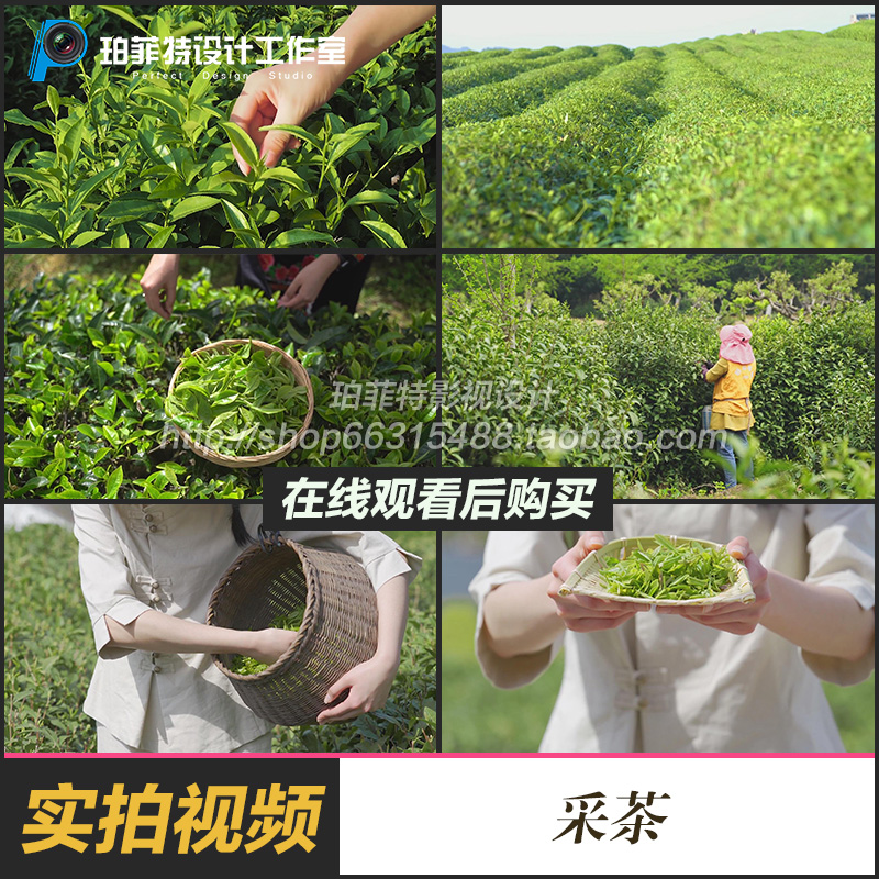 茶园采茶手捧茶篓茶场少数民族采摘新鲜的茶叶实拍视频素材