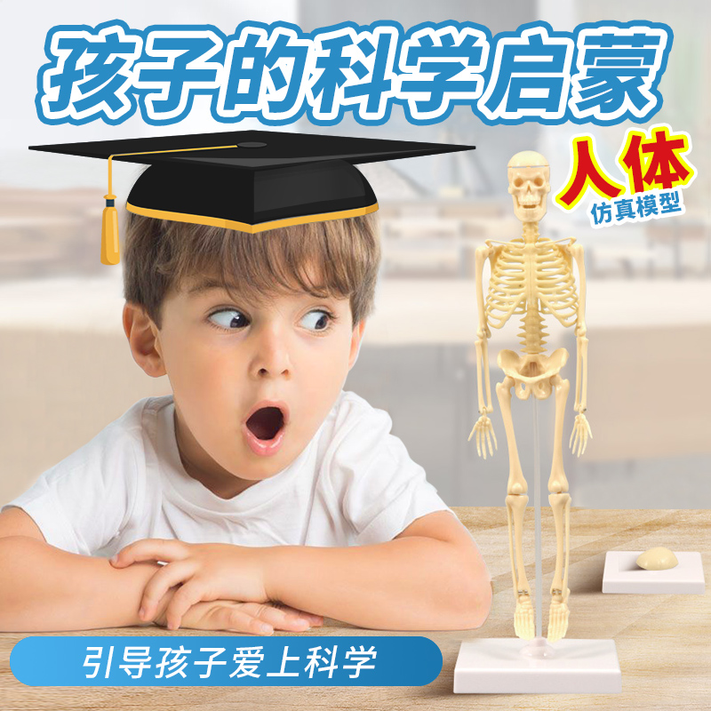 兒童早教認知仿真人體骨架模型擺件可拆卸骨骼寶寶科普科教玩具