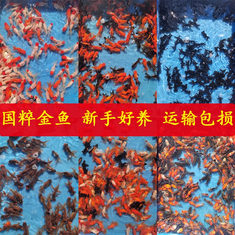 鸿运当头鹤顶红狮金鱼龙睛绣球蝶尾兰寿珍珠小金鱼苗好养活冷水鱼