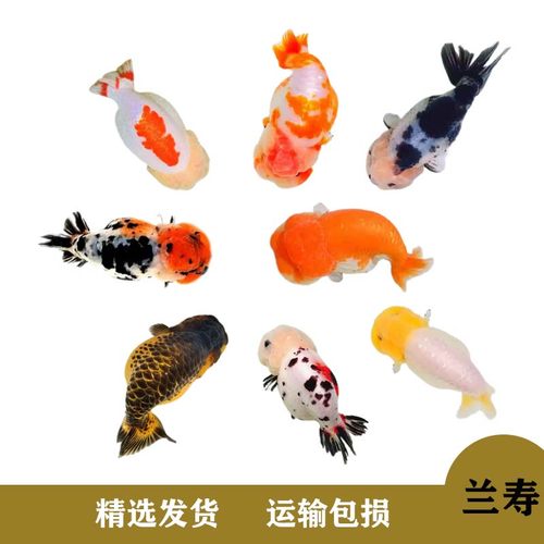 精品兰寿金鱼宠物鱼不加温观赏鱼