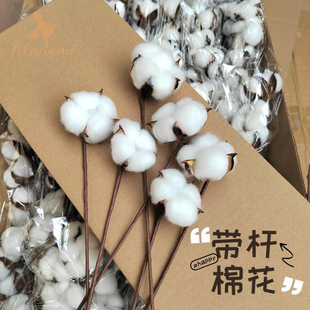 ins天然棉花头带杆干花插花花艺diy手工花束装 饰材料花店用品