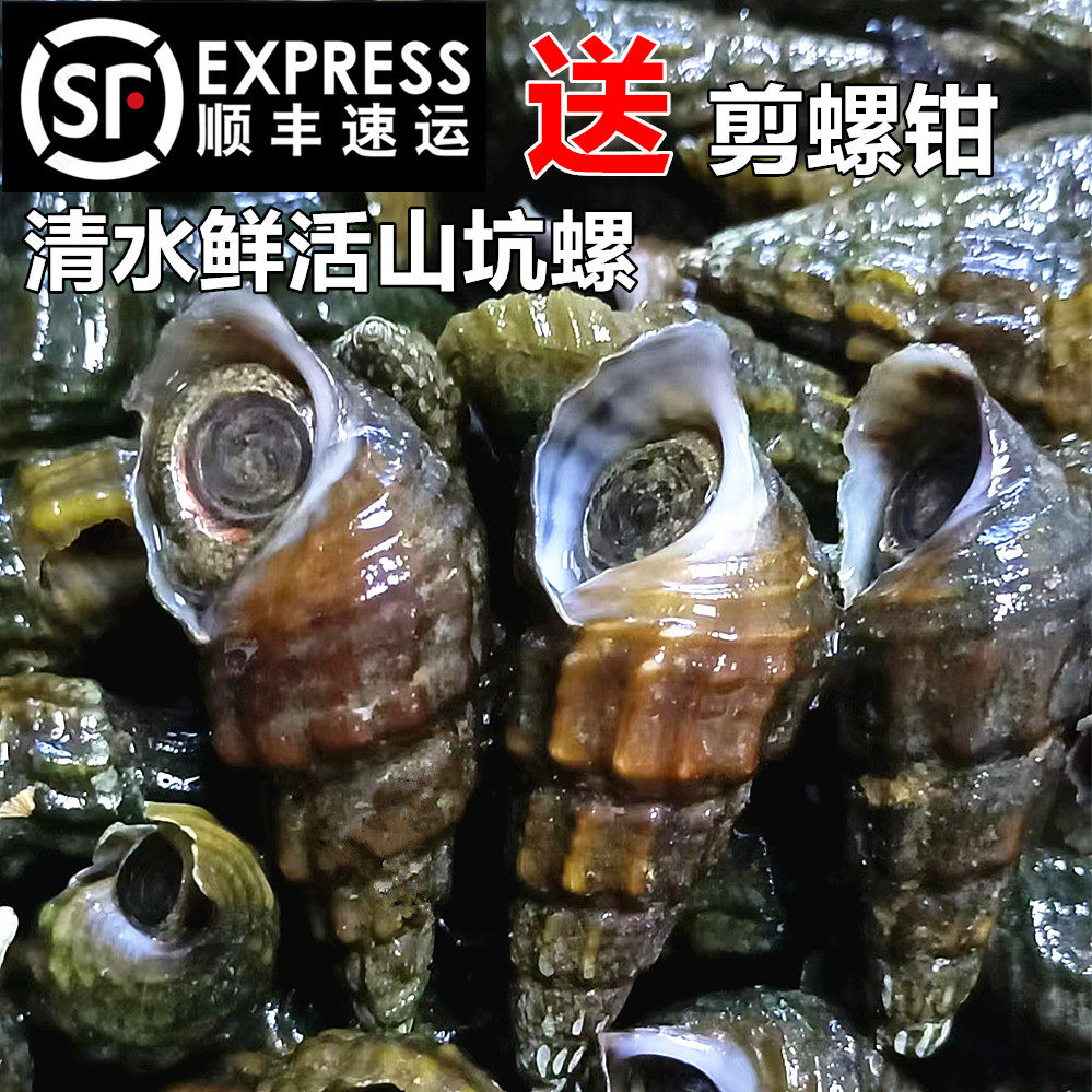 广东韶关特产扭纹螺鲜活深山野生山坑螺爽口山坑螺野生螺丝螺水产