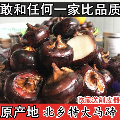 特大马蹄乐昌新鲜乐联农优即食