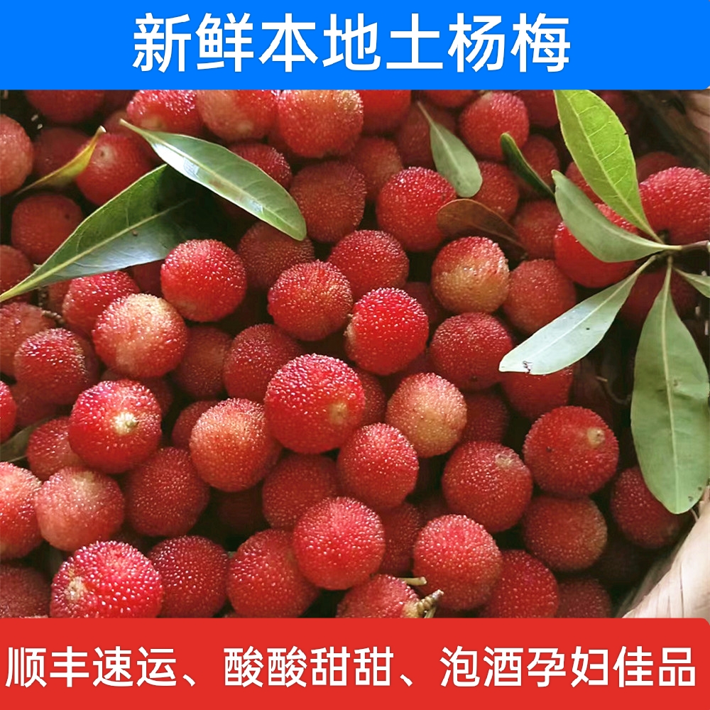 本地小杨梅酸酸甜甜早酸梅泡酒广东孕妇水果现摘现发当季鲜果杨梅