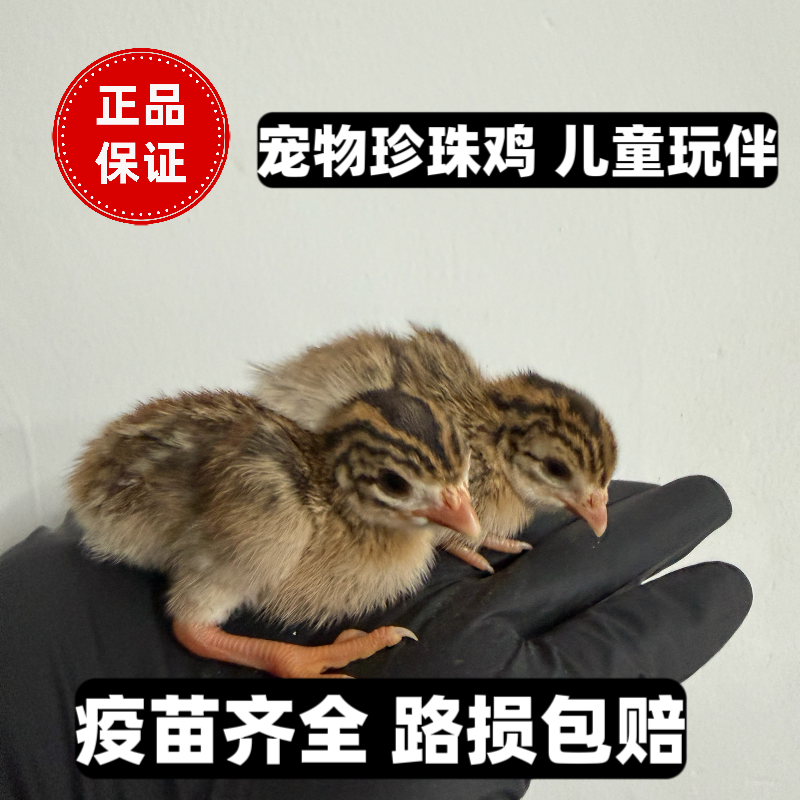 小鸡活体小鸡仔活的珍珠小鸡家养宠物珍珠鸡仔可爱迷你小鸡观赏