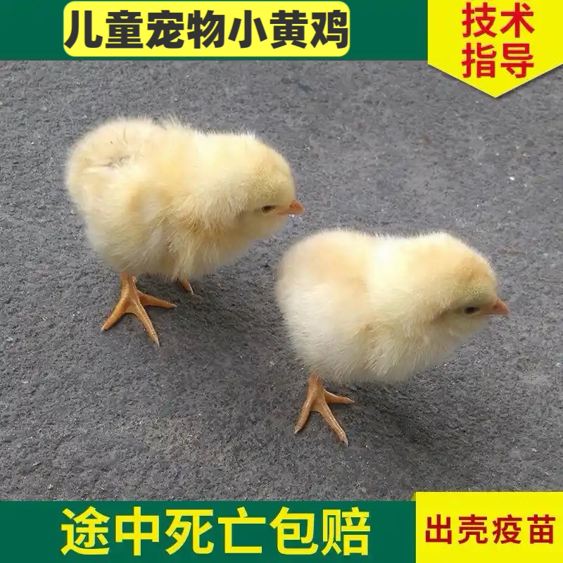 小鸡活体小鸡仔活的网红小黄鸡家养宠物三黄鸡仔可爱迷你小鸡观赏