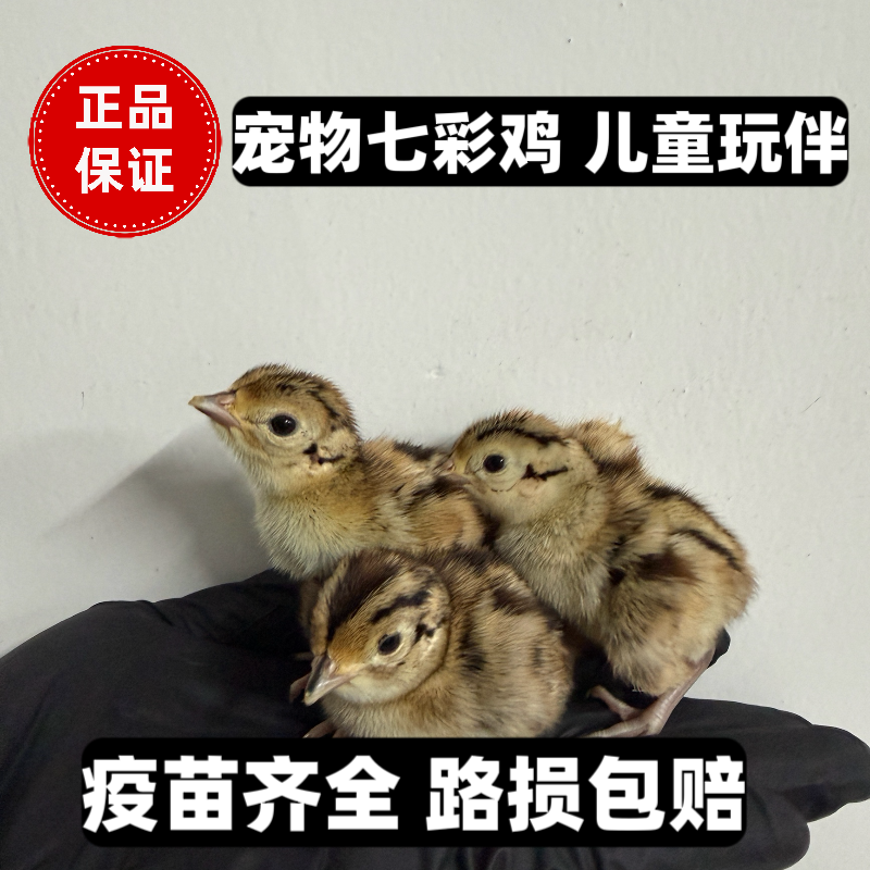 小鸡活体小鸡仔活的七彩小鸡家养宠物七彩山鸡仔可爱迷你小鸡观赏