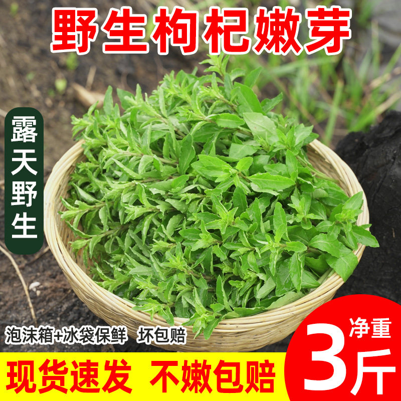 枸杞叶尖,枸杞叶(第16页)_大山谷图库