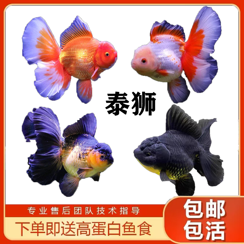 金鱼活体冷水鱼精品观赏鱼鸿运当头淡水好养兰寿菠萝头泰国狮小型