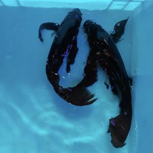 黑金纯种乌黑色锦鲤鱼锦鲫黑草金活体鱼苗小金鱼风水鱼镇宅观赏鱼