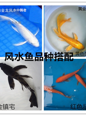 龙凤锦鲤测试推荐观赏鱼活体