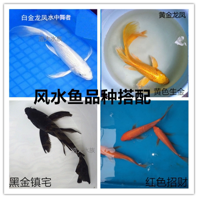 龙凤锦鲤测试推荐观赏鱼活体