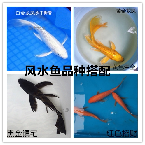 龙凤锦鲤测试推荐观赏鱼活体