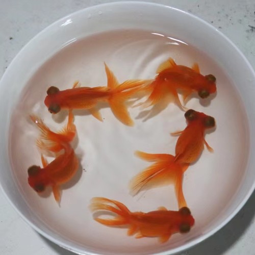 金鱼红龙睛淡水大眼睛好养耐活