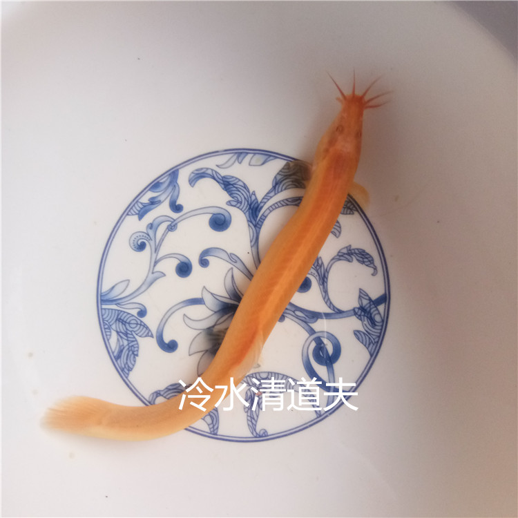 鱼清洁活体黄金鳅清道夫一帆风顺图片