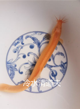 鱼清洁活体黄金鳅清道夫一帆风顺