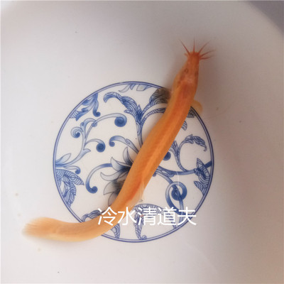 鱼清洁活体黄金鳅清道夫一帆风顺