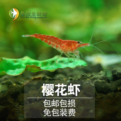 樱花虾公母虾繁殖草缸观赏虾活体