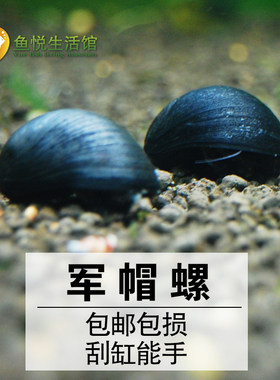 军帽螺活体黑金刚螺高效除缸壁藻螺观赏螺鱼虾缸草缸专用清缸螺