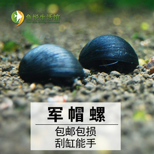 军帽螺活体黑金刚螺高效除缸壁藻螺观赏螺鱼虾缸草缸专用清缸螺