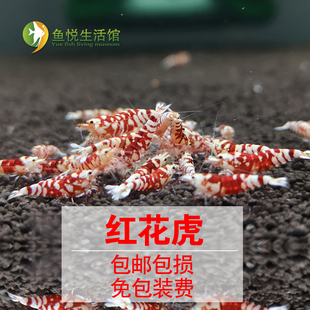 红花虎水晶虾虎纹虾花虎基因红白水晶虾高端观赏虾宠物虾活体包邮