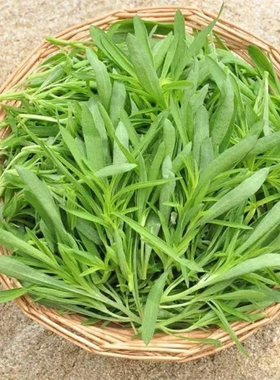 扫帚菜新鲜农家时令扫帚苗